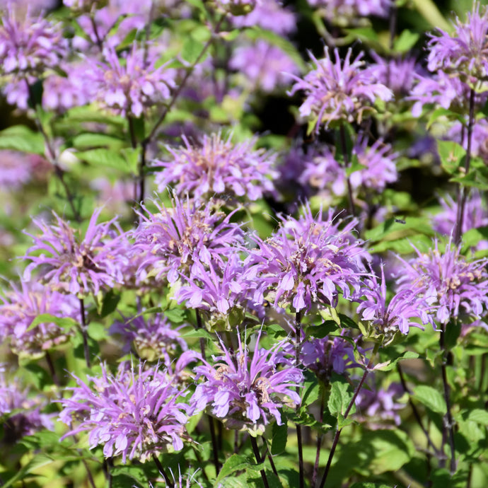 Bee Balm Blue Stocking