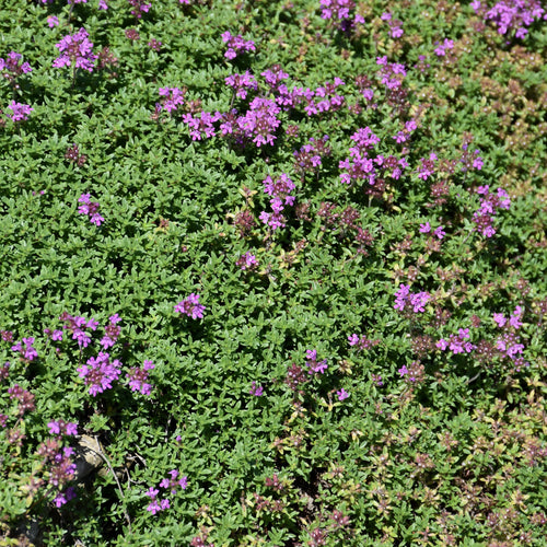 Thyme Elfin