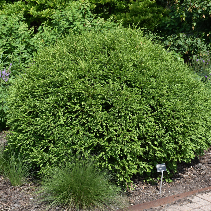 Boxwood Green Gem