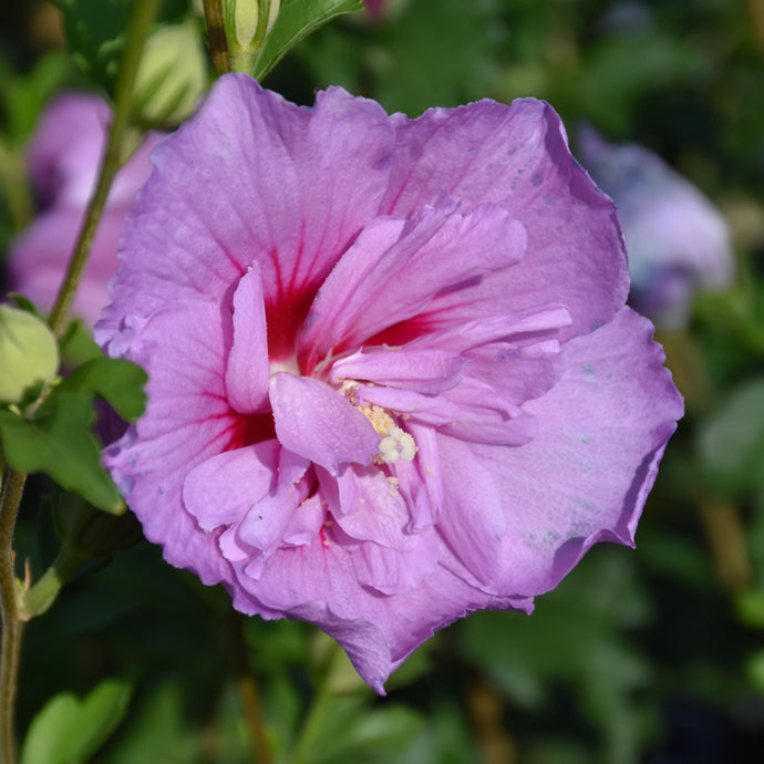 Rose of Sharon Lavender Chiffon Tree