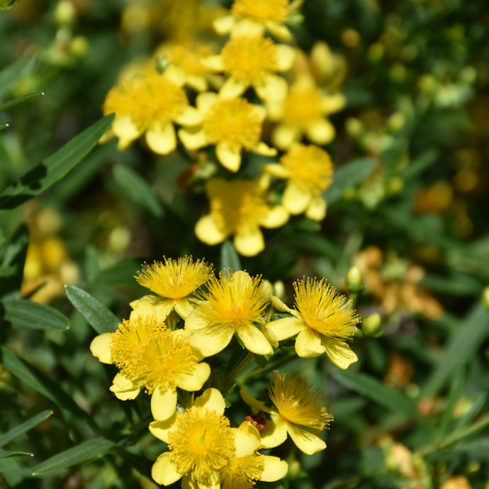 St. John's Wort yellow flowers with prominent stamens blooming on green foliage shrub
