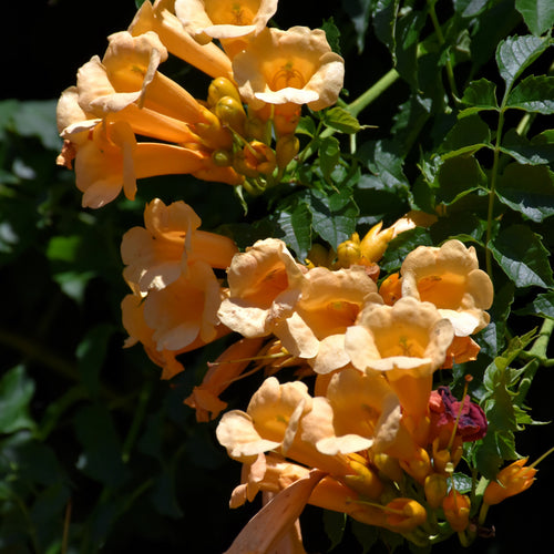 Trumpet Vine Yellow