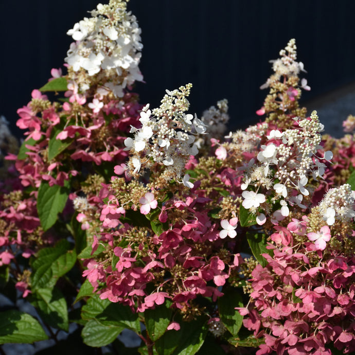 Hydrangea (Panicle) Pinky Winky