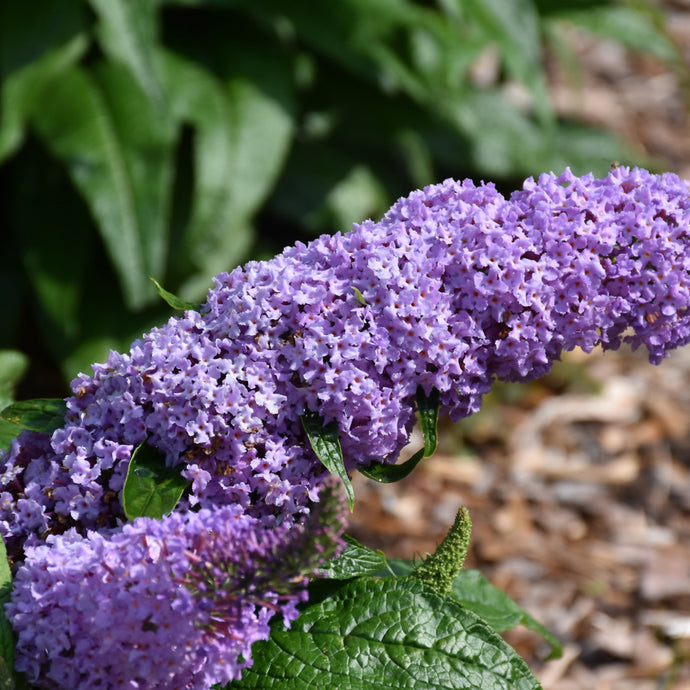 Butterfly Bush Pugster Periwinkle