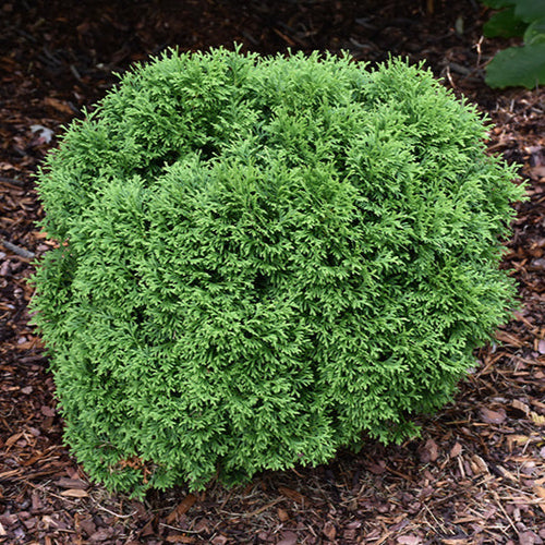 Arborvitae Tater Tot