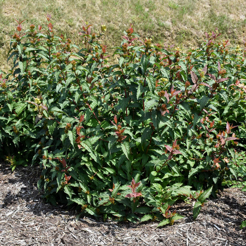 Diervilla Kodiak Orange