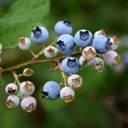 Blueberry Bushel and Berry Perpetua