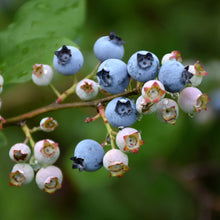 Load image into Gallery viewer, Blueberry Bushel and Berry Jelly Bean