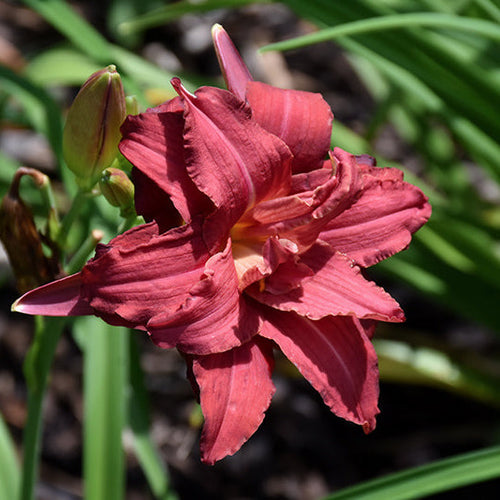 Daylily Double Pardon Me