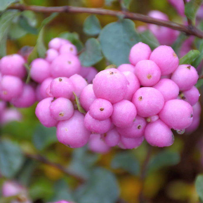 Coralberry Proud Berry
