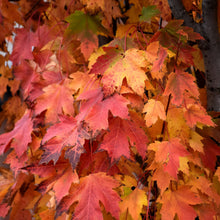 Load image into Gallery viewer, Vibrant autumn maple leaves displaying brilliant red, orange, and yellow fall colors on tree branches