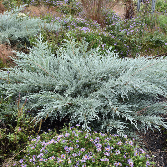 Juniper Grey Owl