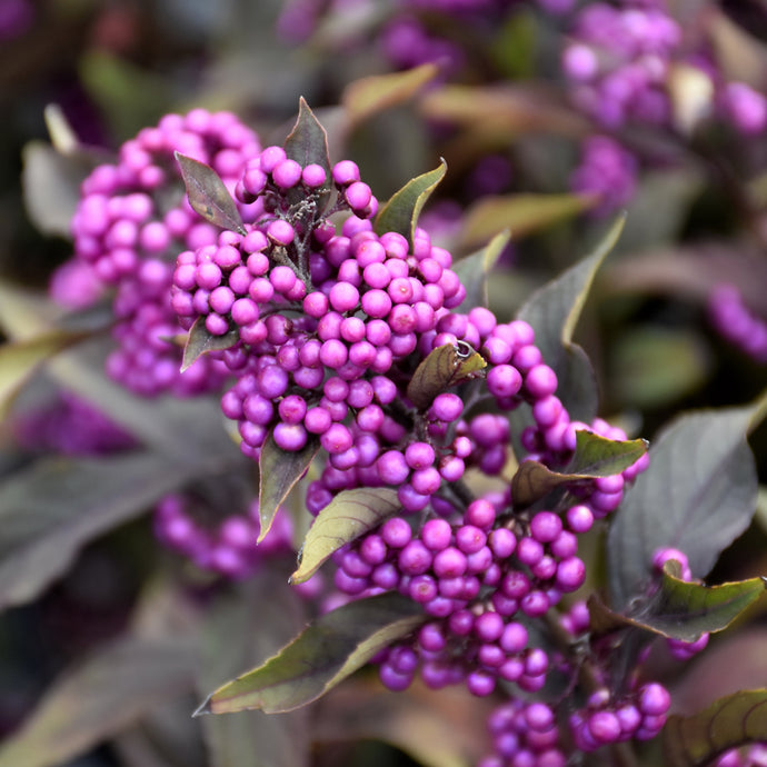 Beautyberry Pearl Glam shrub displaying clusters of vibrant purple berries among green foliage