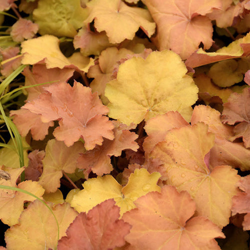 Coral Bells Caramel