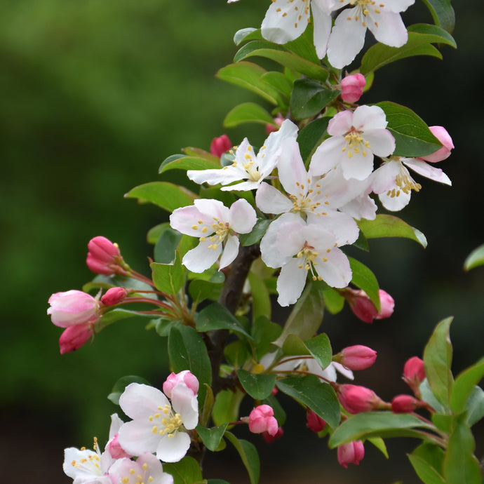 Crabapple Royal Raindrops