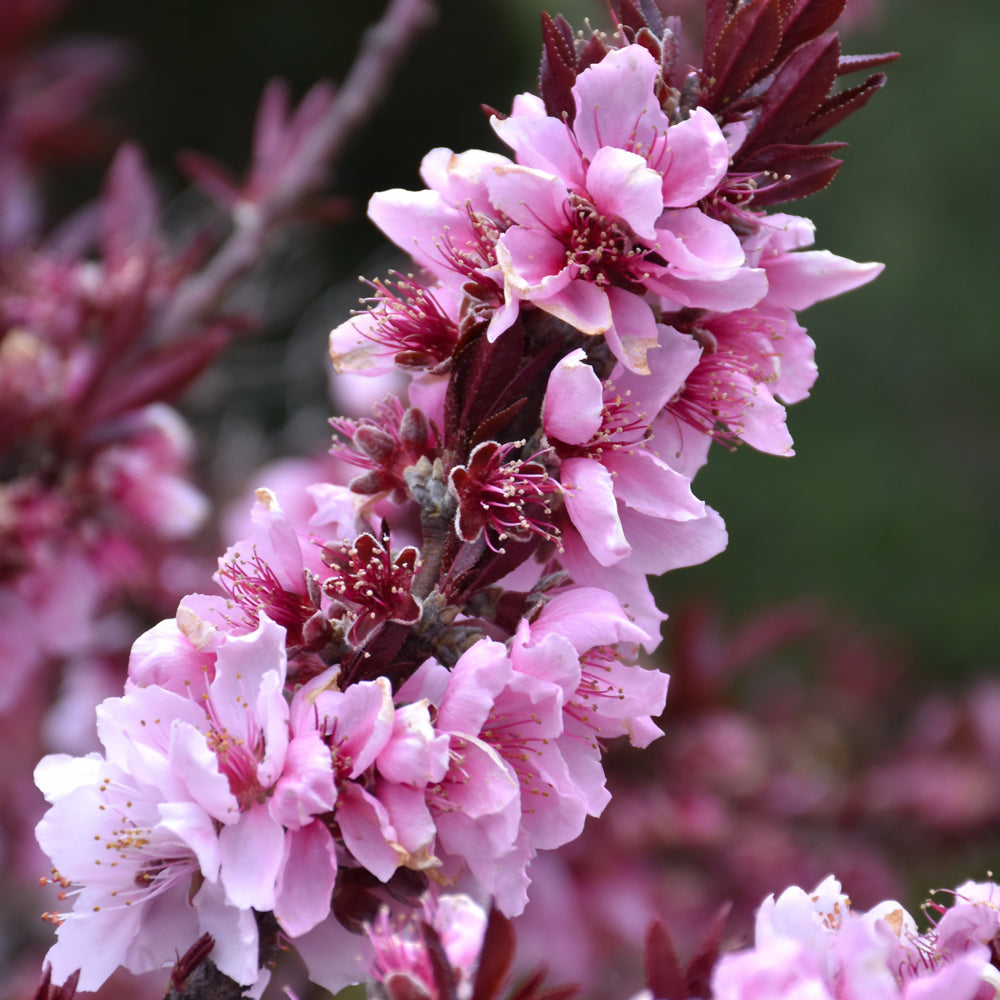 Load image into Gallery viewer, Pink peach tree blossoms in full bloom on dark reddish-purple branches