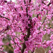 Load image into Gallery viewer, #7 Redbud Eastern Rising Sun