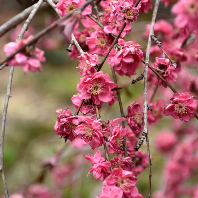 Peach Crimson Cascade