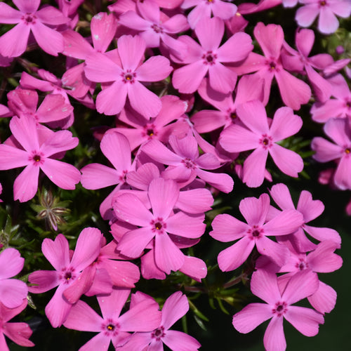 Phlox Creeping Pink