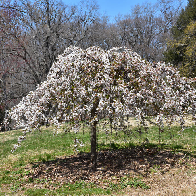 Cherry Weeping Snow Fountains