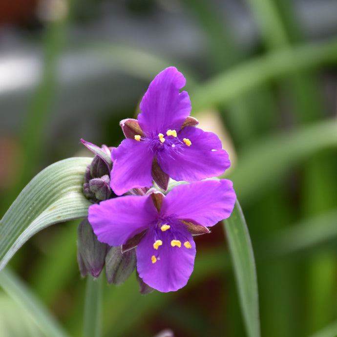 Spiderwort Concord Grape