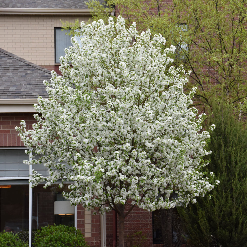 Crabapple Spring Snow: Fruitless White Blossoms – Wasson Nursery