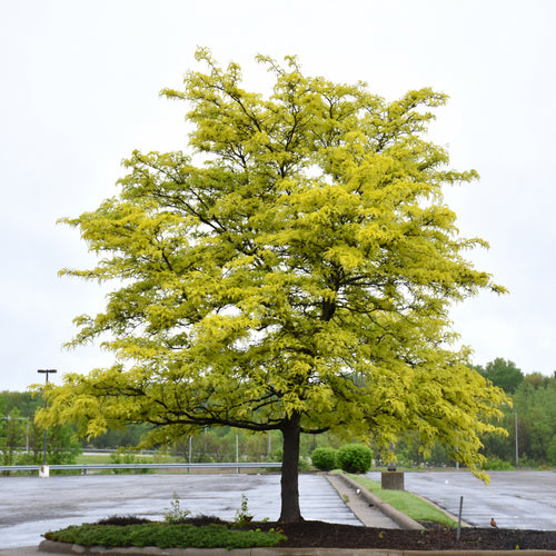 Honeylocust Sunburst