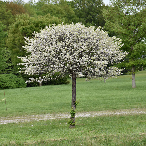 Crabapple Lollipop