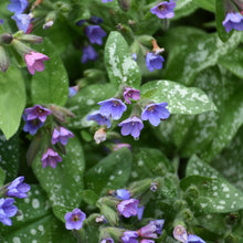 Load image into Gallery viewer, Lungwort Dark Vader