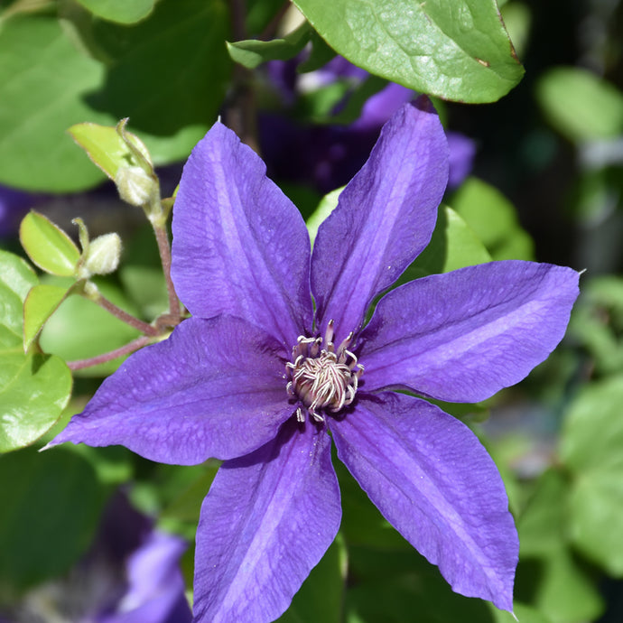 Clematis Boulevard Edda