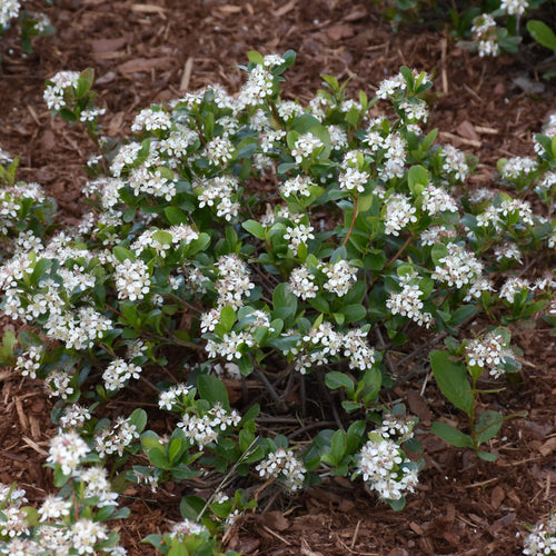 Chokeberry Low Scape Mound