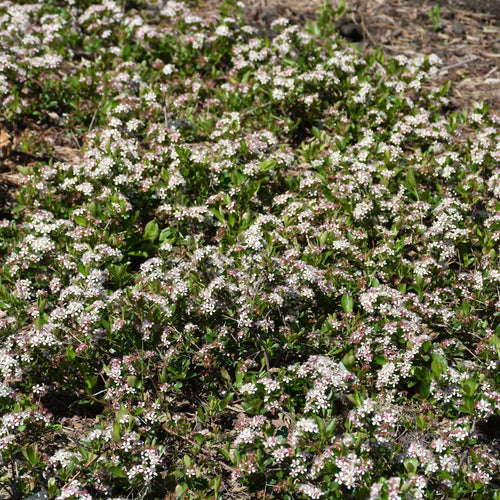 Chokeberry Low Scape Hedger