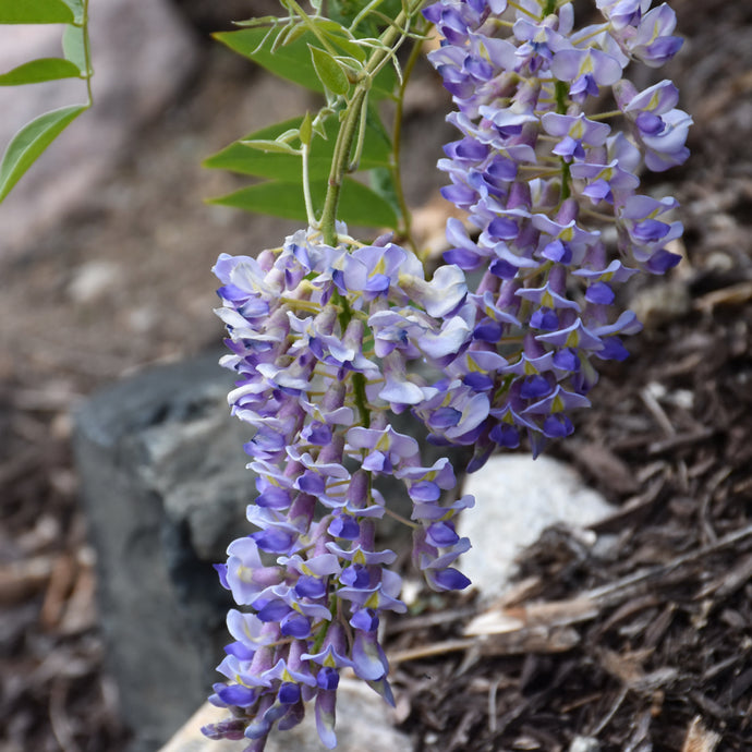 Wisteria Blue Moon