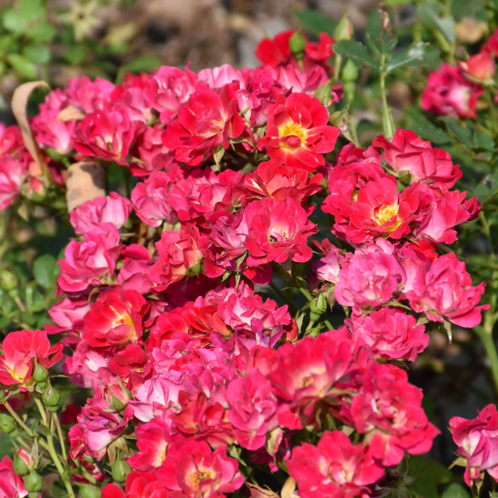 Rose Drift Pink: Vibrant, Hardy Groundcover Shrub – Wasson Nursery
