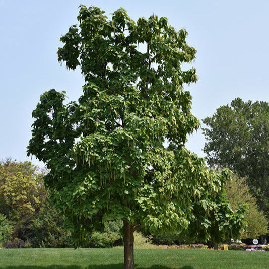 Catalpa Northern