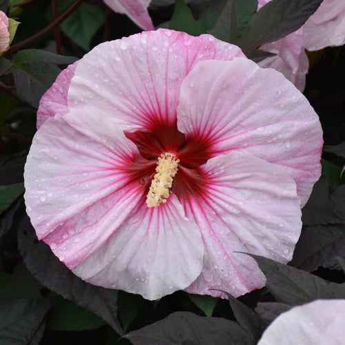 Hibiscus Summerific Perfect Storm