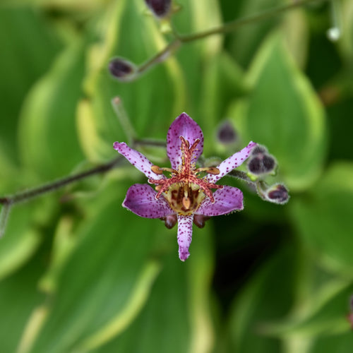 Toad Lily Autumn Glow