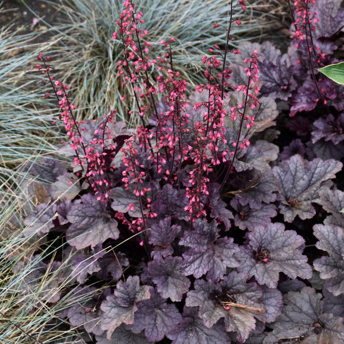 Coral Bells Timeless Night