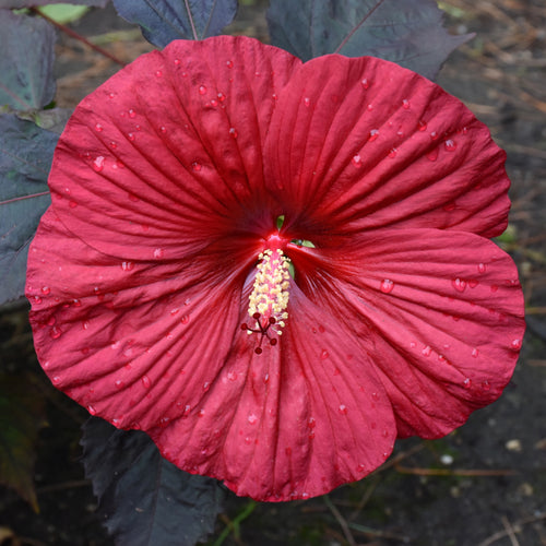 Hibiscus Summerific Holy Grail