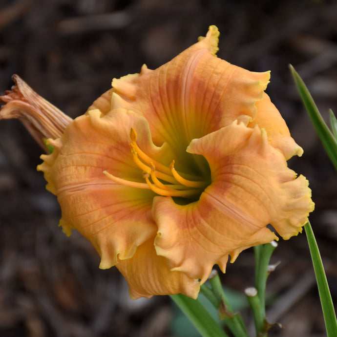 Daylily Rainbow Rhythm Orange Smoothie