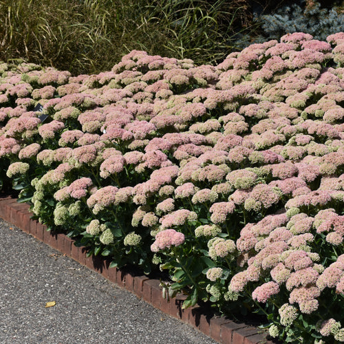 Stonecrop Autumn Joy