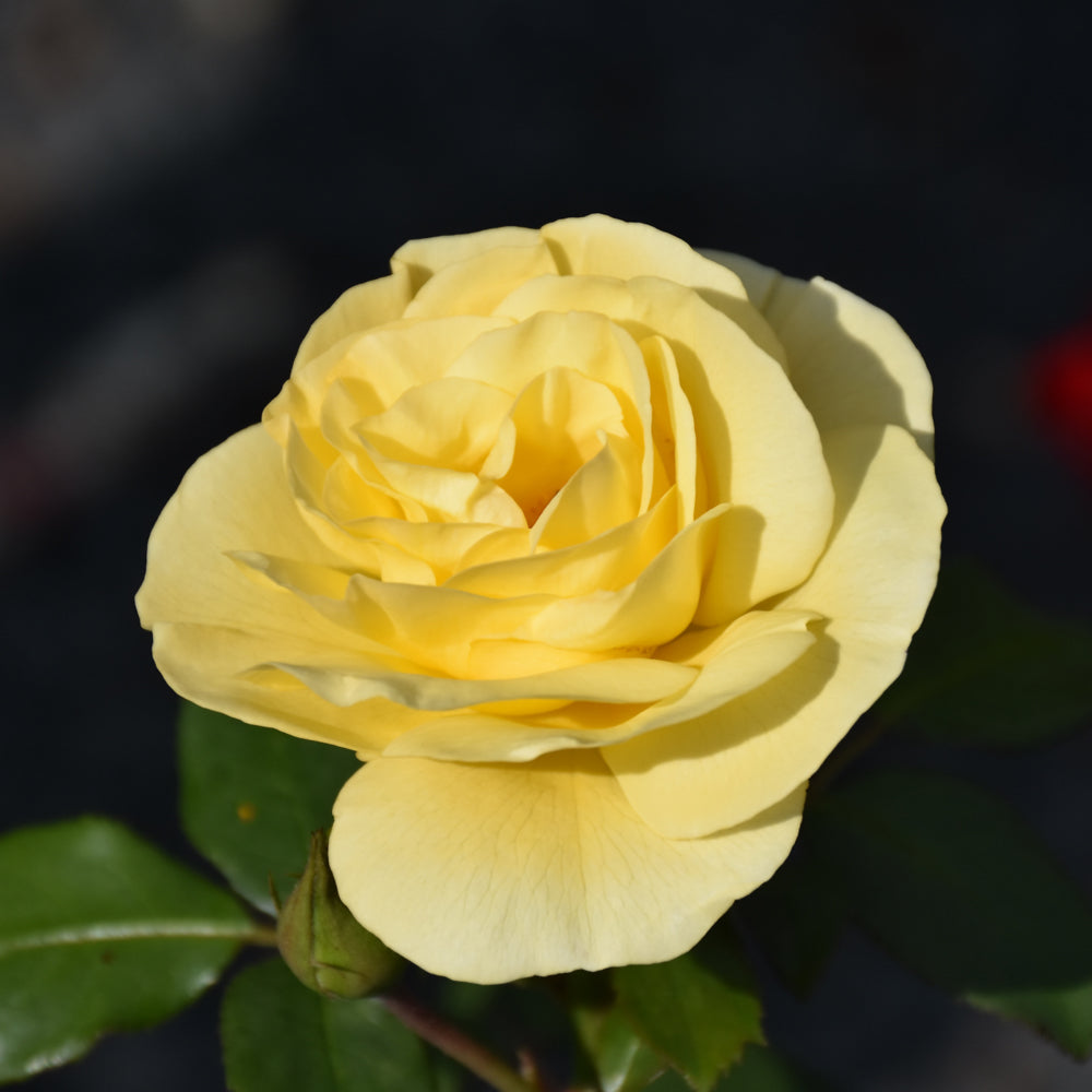 #2 Rose Easy Elegance Yellow Brick Road – Wasson Nursery