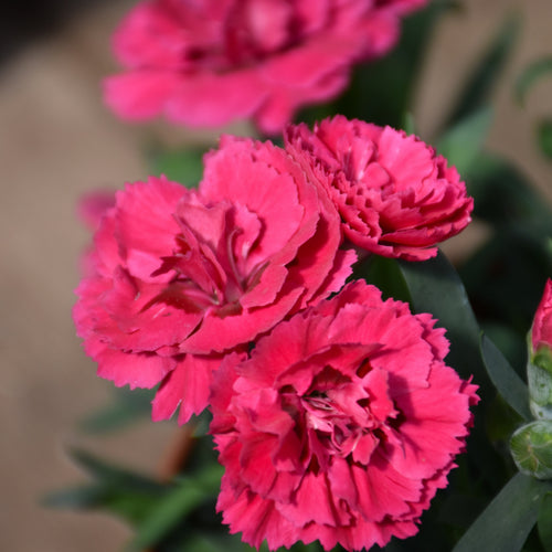 Dianthus Super Trouper Orange