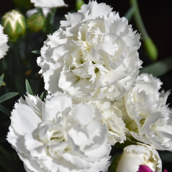 White Dianthus Early Bird Frosty flowers with frilled petals and green buds blooming