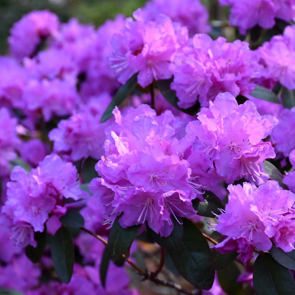 Rhododendron PJM Elite - Vibrant Lavender-Pink Blooms  Wasson Nursery