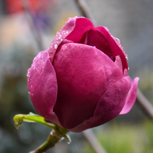 Magnolia Jury Hybrid Black Tulip Tree