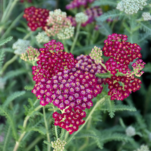 Yarrow New Vintage Rose