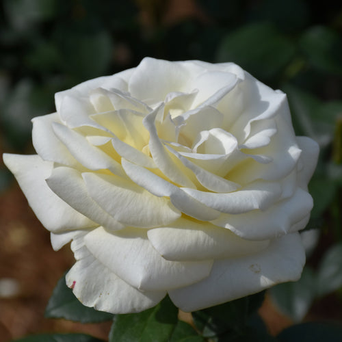 Rose Hybrid Tea Sugar Moon