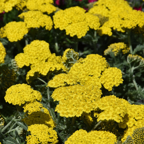 Yarrow Moonshine