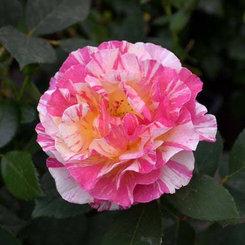 Rose Hybrid Tea Maurice Utrillo